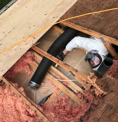 EcoComfort contractor removing old attic insulation from a Toronto home